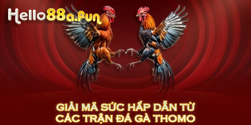 Giải mã sức hấp dẫn từ các trận đá gà Thomo